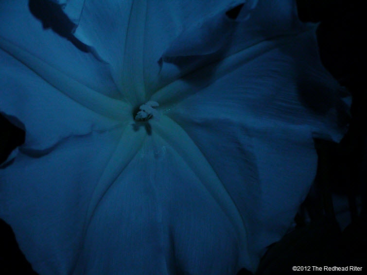 Moonflowers Glow In The Dark 2
