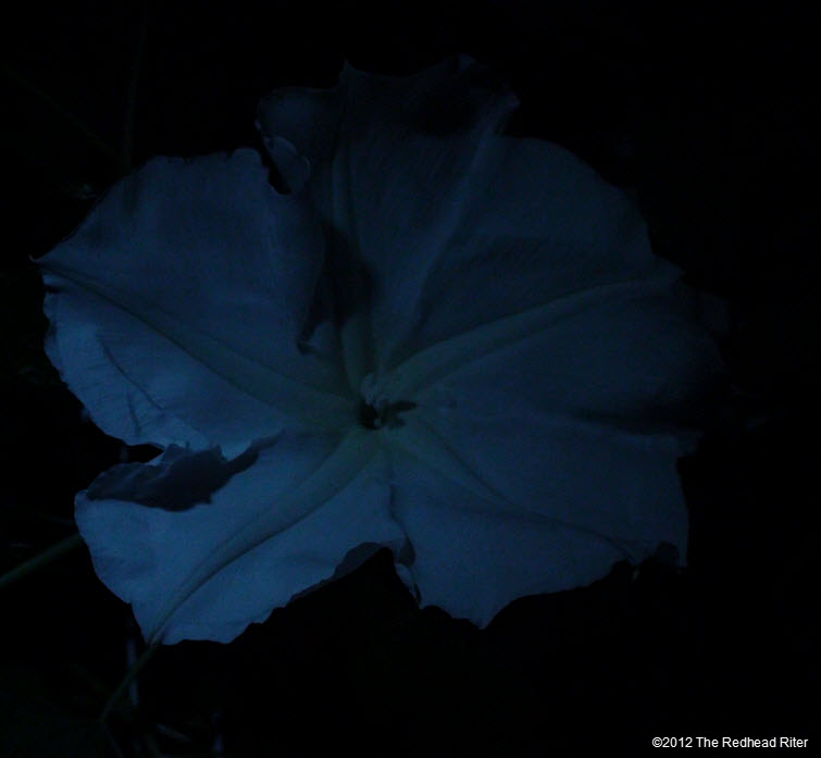 Moonflowers Glow In The Dark 3