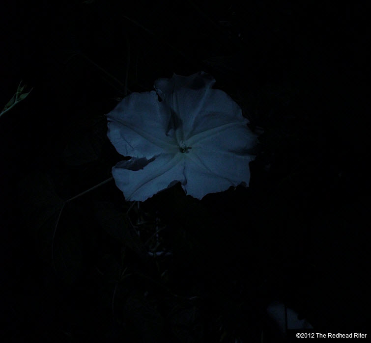 Moonflowers Glow In The Dark 4