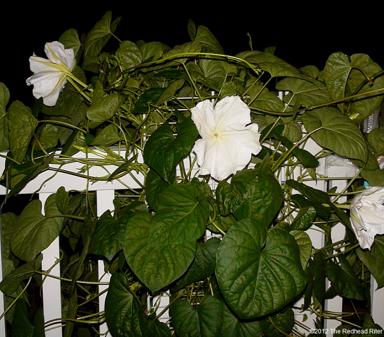 The Moonflower grows on vines 1