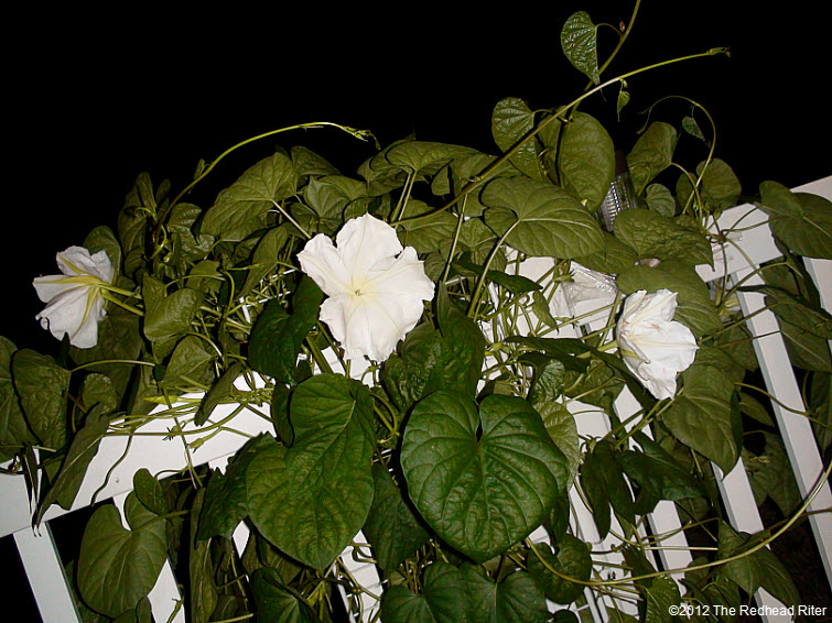 The Moonflower grows on vines 2