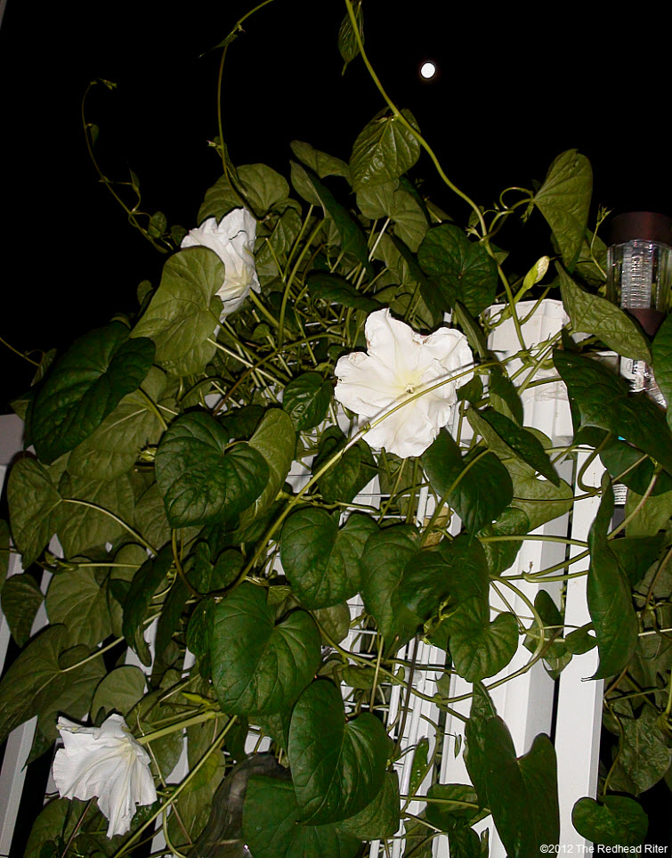The Moonflower grows on vines 3