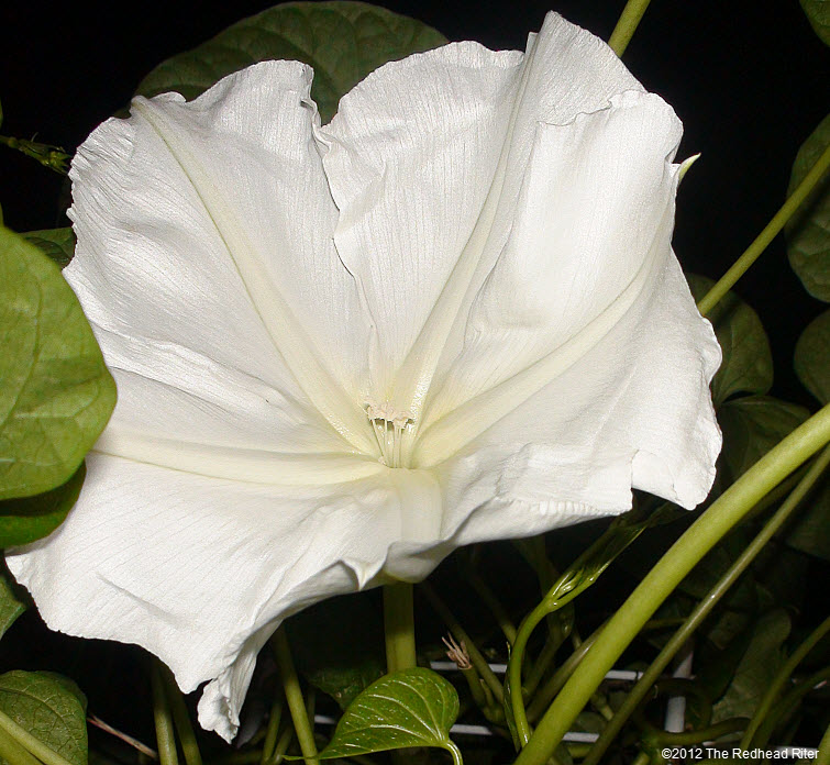 large white Moonflower lemony fragrance 1