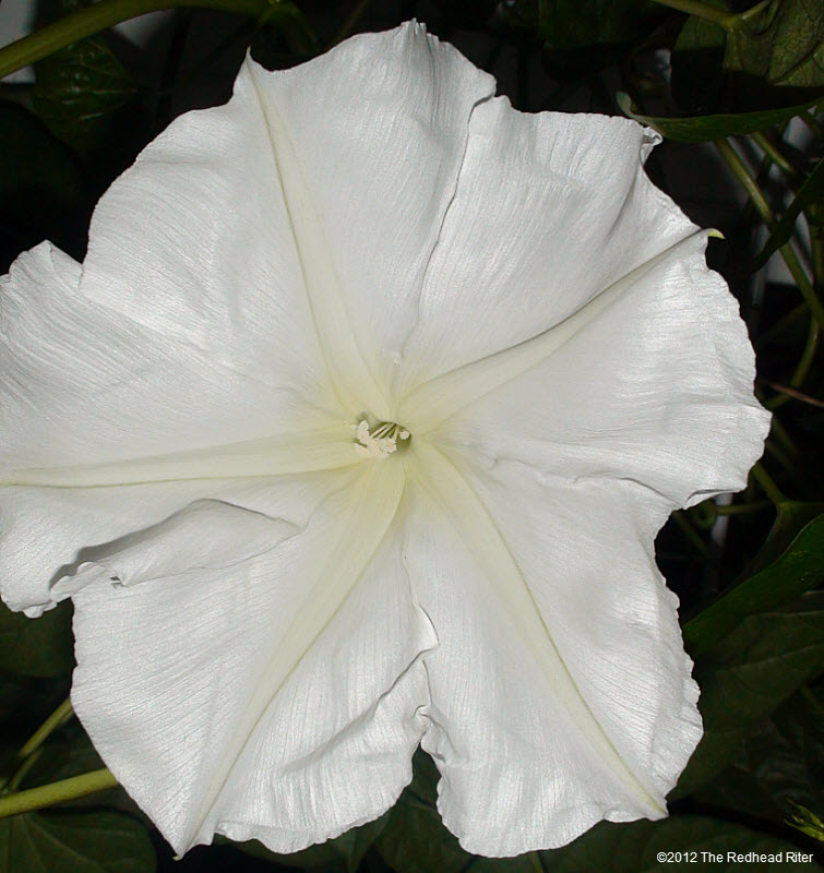 large white Moonflower lemony fragrance 3
