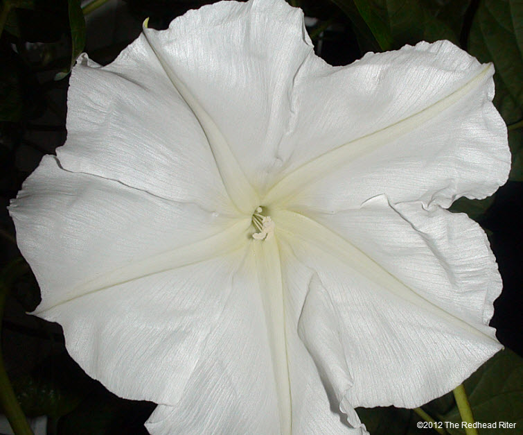 large white Moonflower lemony fragrance 4