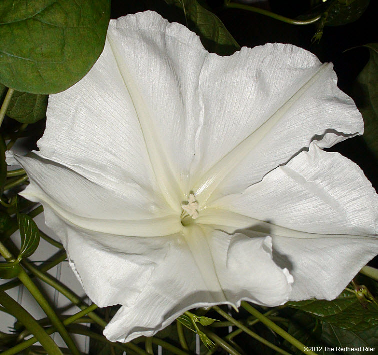 large white Moonflower lemony fragrance 6