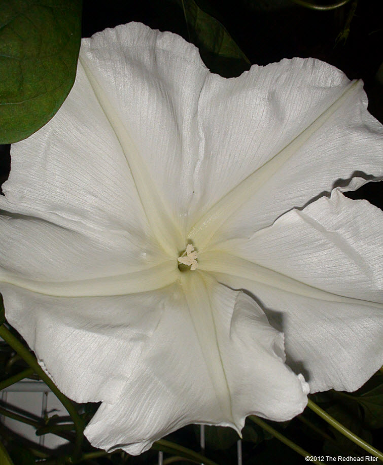 large white Moonflower lemony fragrance 7