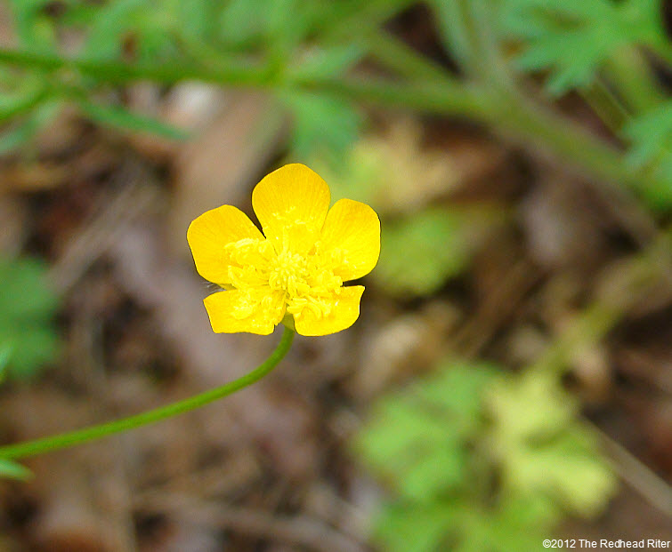 bright yellow buttercup 5 petals