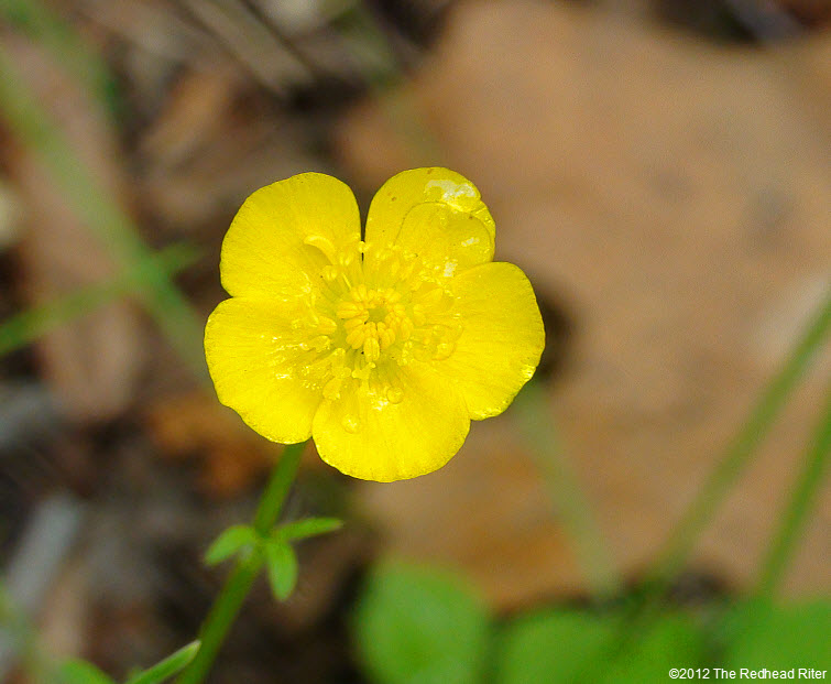 bright yellow buttercup dew drops