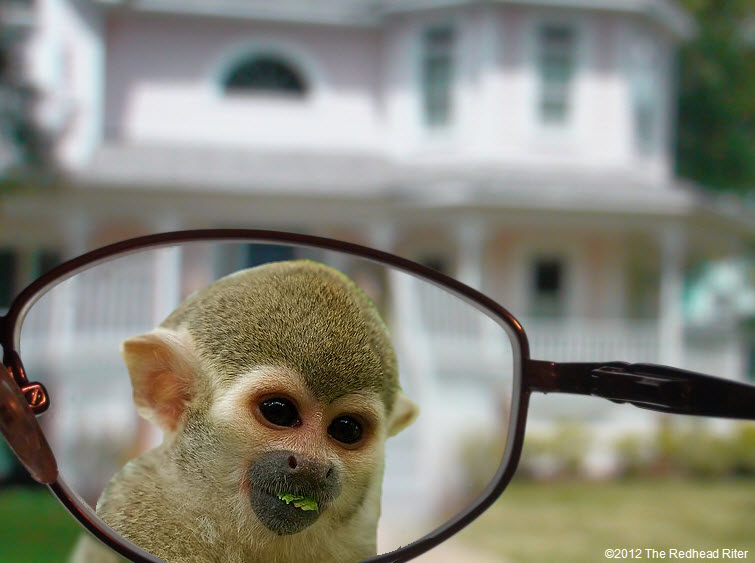 looking through eyeglasses monkey