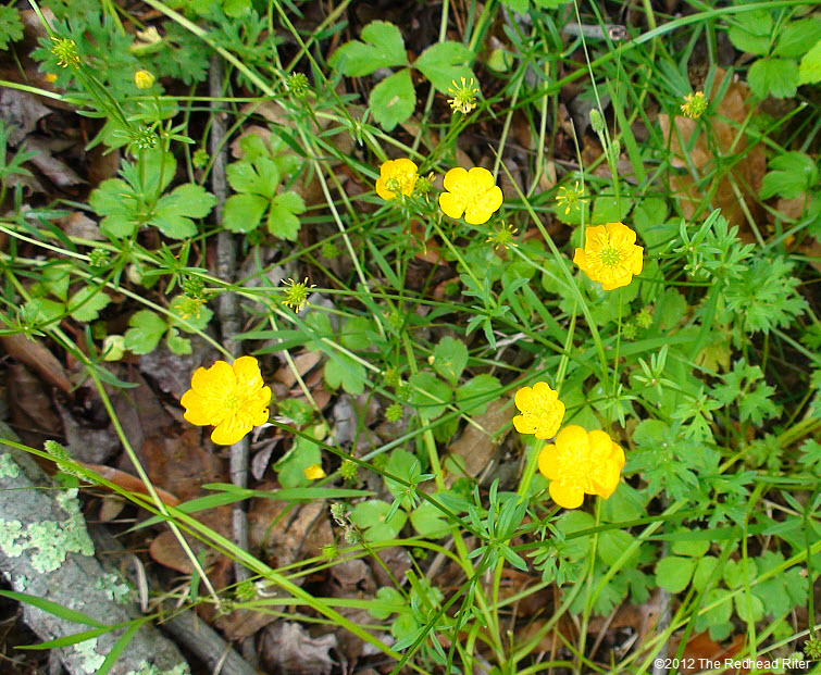 patch of tiny yellow buttercups