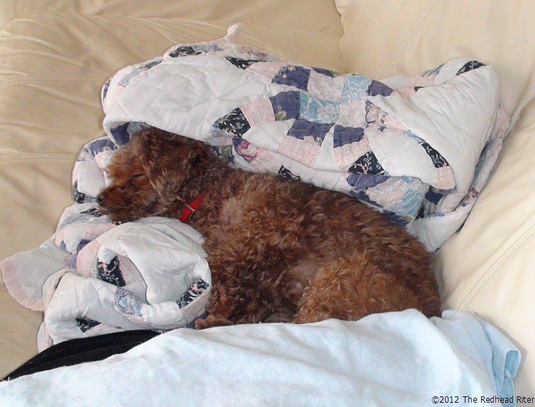 sleeping dog red toy poodle