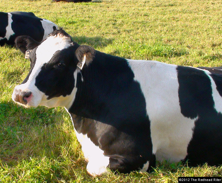cow black white in pasture
