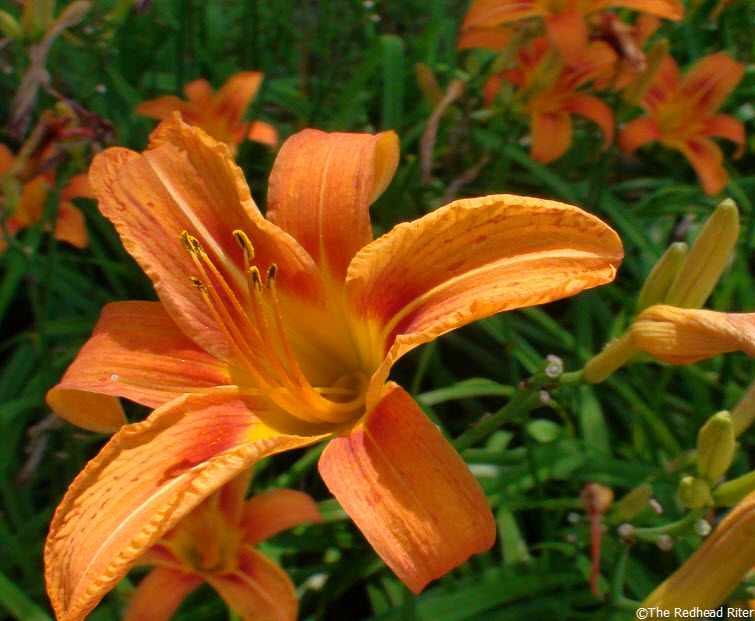 Orange Daylily Hemocrallis flower bloom
