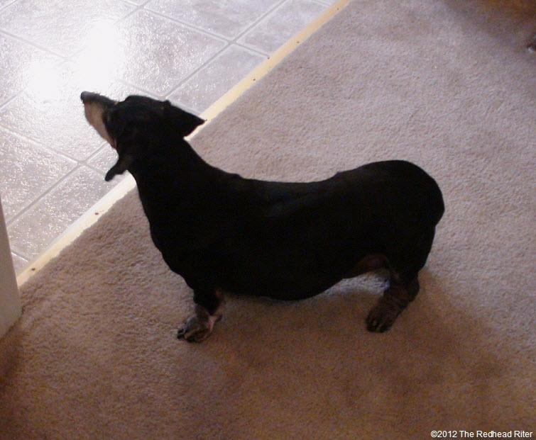 black dachshund noodle dog gizmo