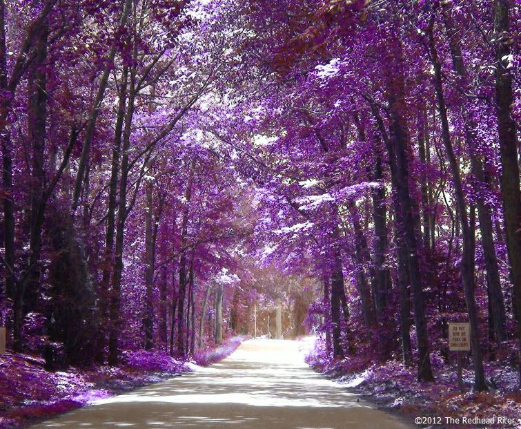country road purple tree perspective