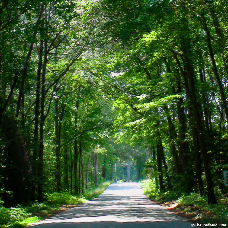 country road trees overhanging green