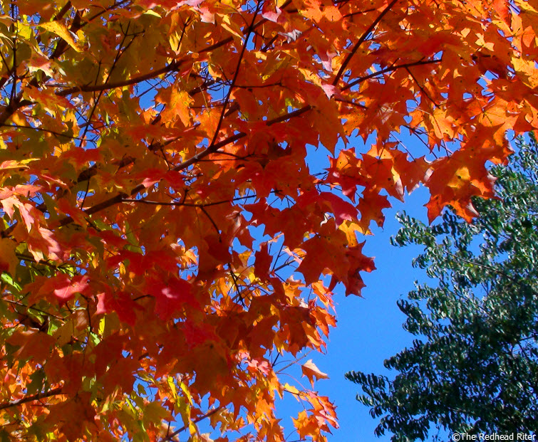 fall red yellow leaves tree
