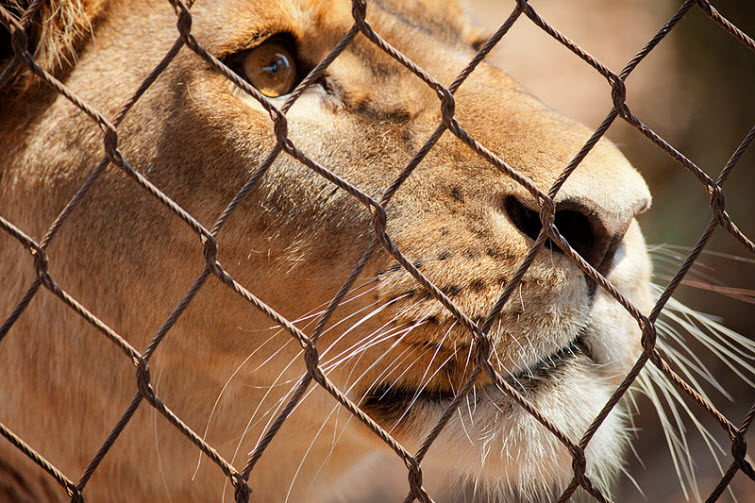 large lion zoo bars fence