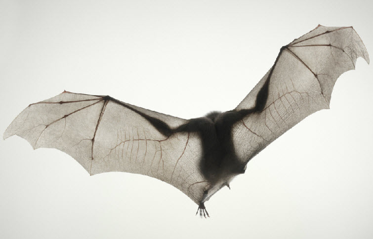 Tim Flach Photography bat big wings