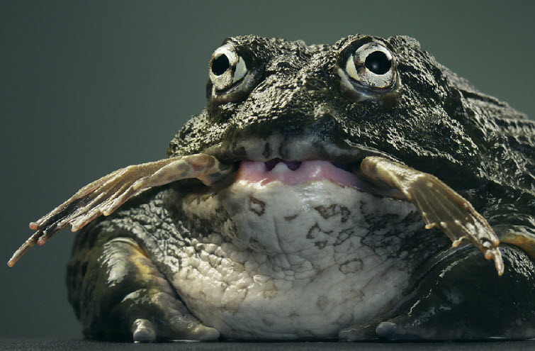 Tim Flach Photography big frog eating