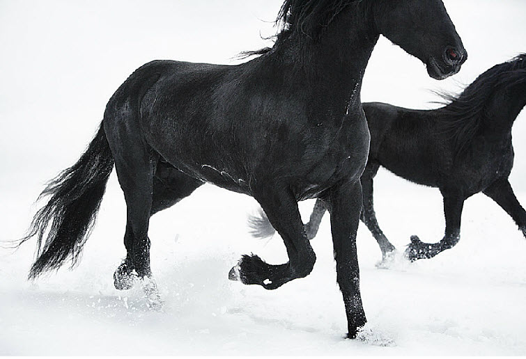 Tim Flach Photography black horse snow