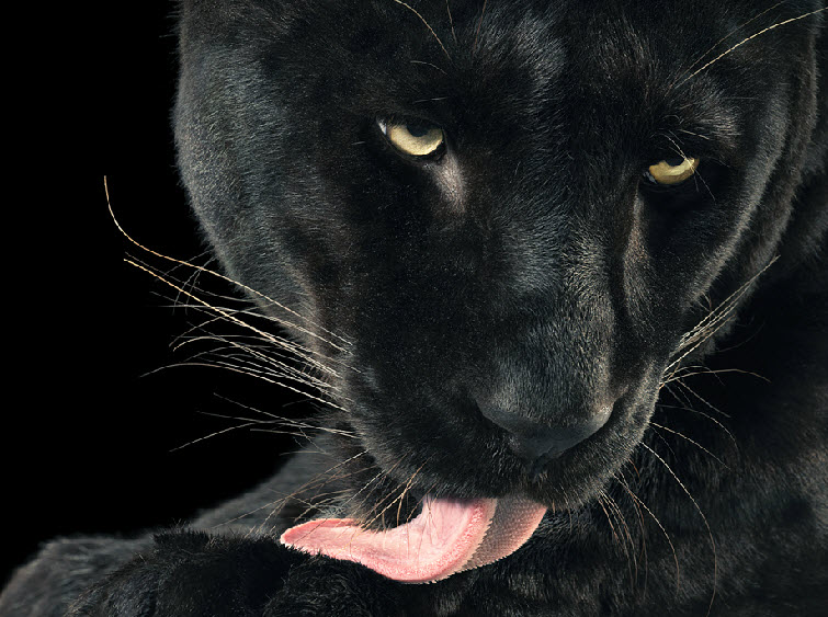 Tim Flach Photography black panther cat