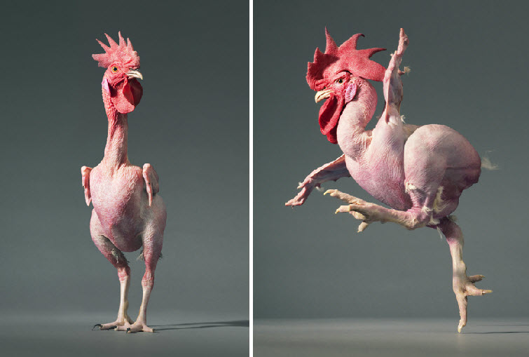 Tim Flach Photography chicken naked