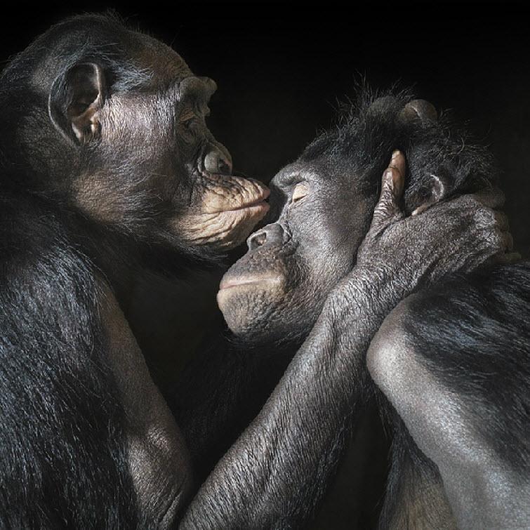 Tim Flach Photography chimpanzee kissing