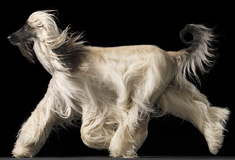 Tim Flach Photography dog long flowing hair
