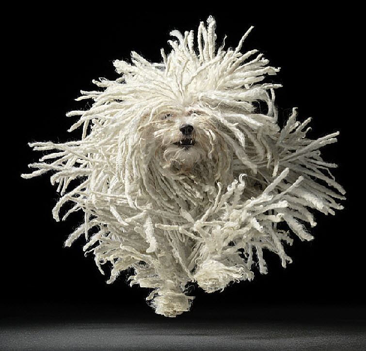Tim Flach Photography dog white braided hair