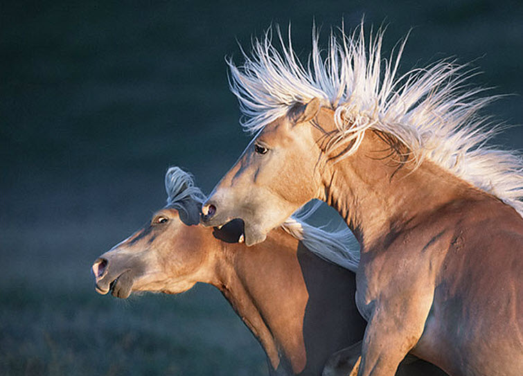 Tim Flach Photography horses wild mane