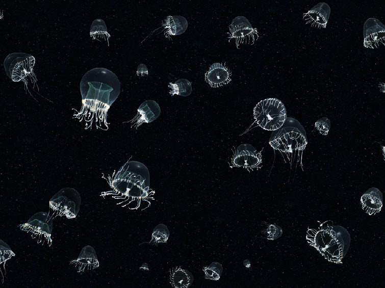Tim Flach Photography jellyfish underwater