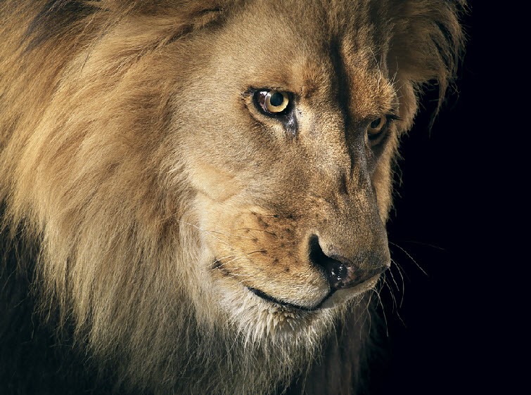Tim Flach Photography lion closeup