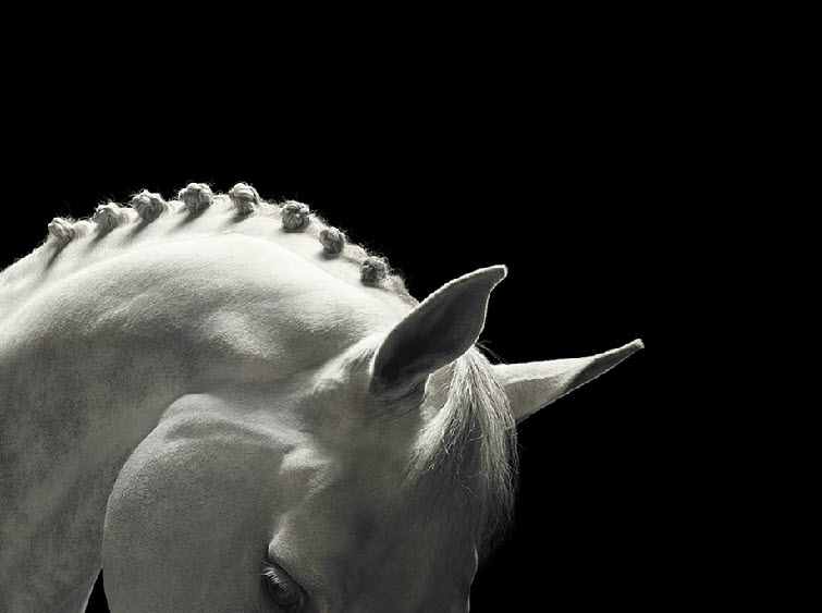 Tim Flach Photography white horse braided mane