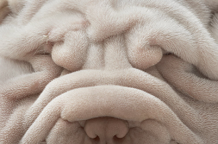 Tim Flach Photography wrinkle dog