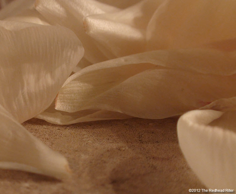 white dying flower petals like dying dreams