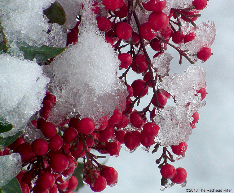 snow and ice on red berries