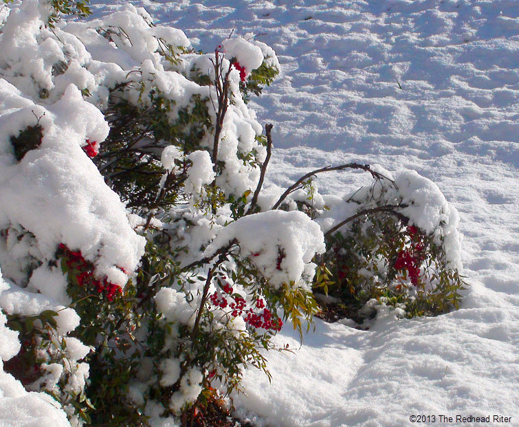 snow berries the morning after