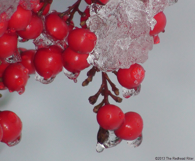 snow & ice on red berries