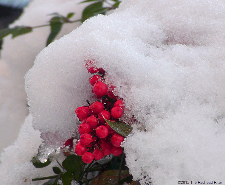 snow ice on red berries