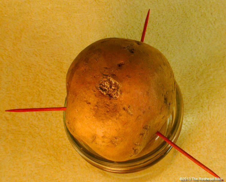 Root Sweet Potato slips jar