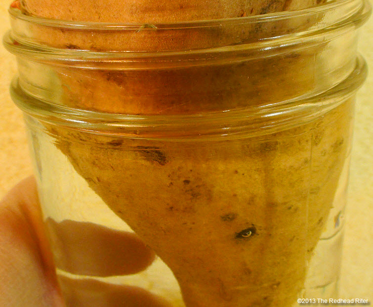 Root Sweet Potato slips