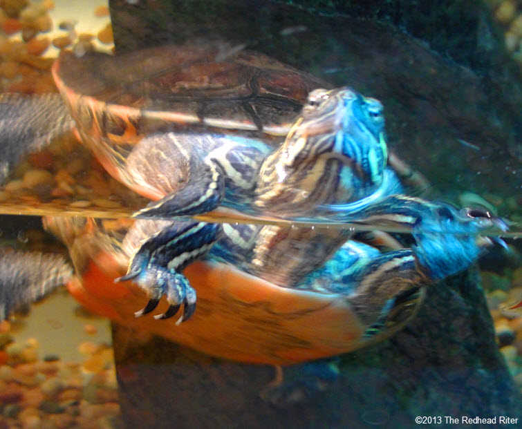 Turtle, painted turtles always swim