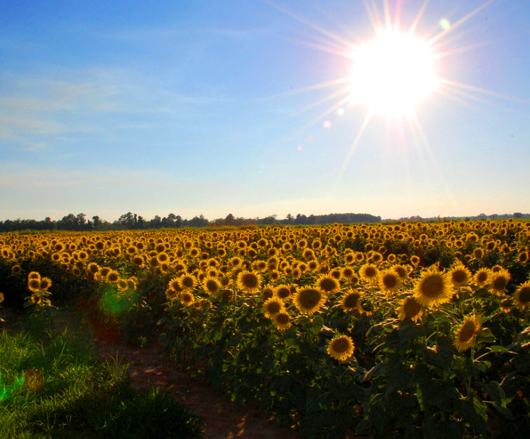 field of sunflowers blue sky
