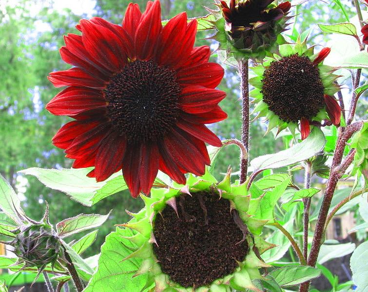 prado red sunflower dark center