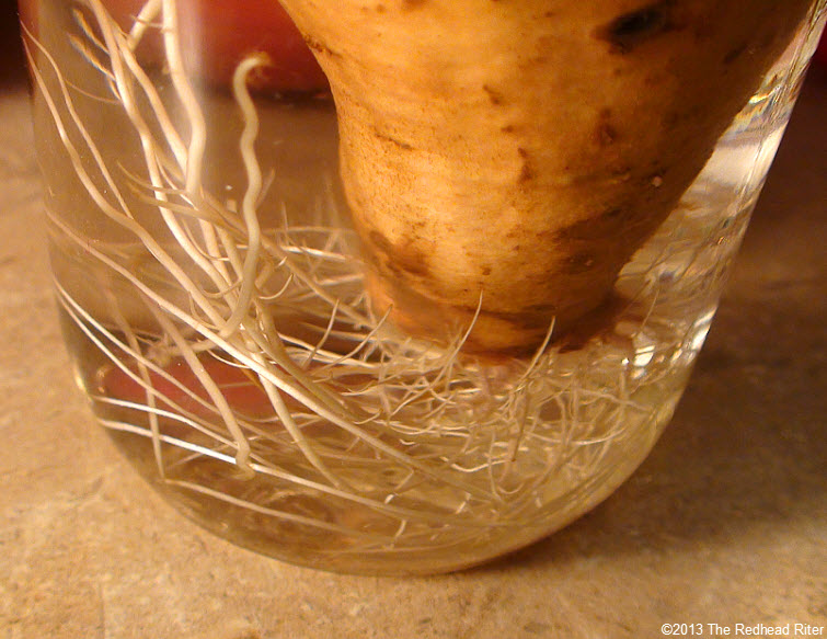 sweet potato in water with roots