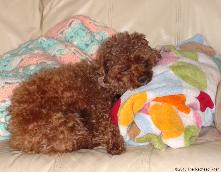 Bella red poodle sleeping on couch