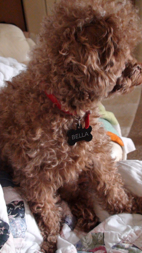 Bella red toy poodle