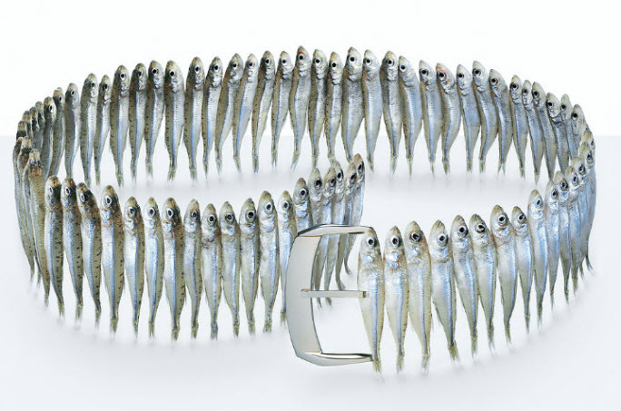 Fulvio Bonavia photographer sardine belt